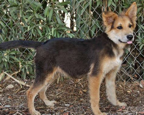 German Shepherd Border Collie Mix Puppies For Sale Near Me - Pets Lovers