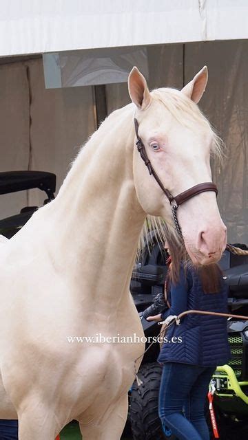 Iberian Horses on Instagram: "One of the most famous horses at Sicab ...