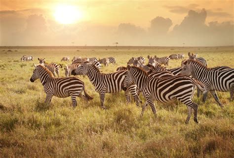 Zebra herd's amazing journey through Africa | AOL Features