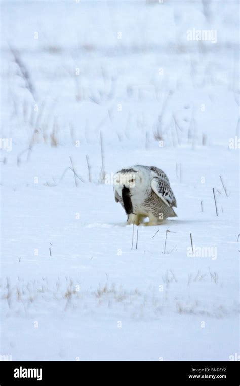 Snowy Owl standing in snow eating a vole Stock Photo - Alamy