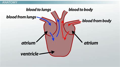 Three-Chambered Heart | Overview & Examples - Video & Lesson Transcript ...