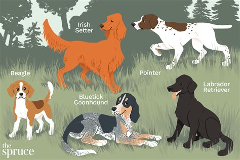 21 Best Hunting Dogs for Tracking Any Kind of Prey