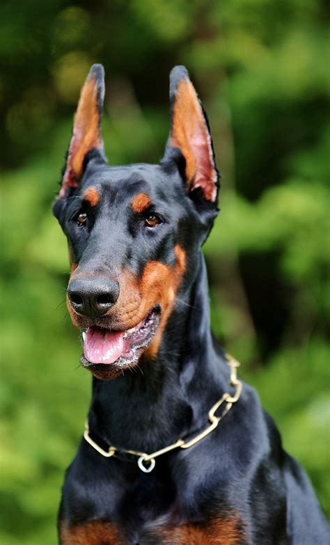 Pin on Dobermann Pinscher