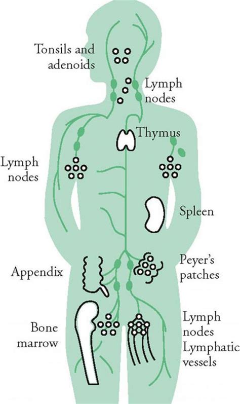 immune system defenses (lesson 0404) - TQA explorer