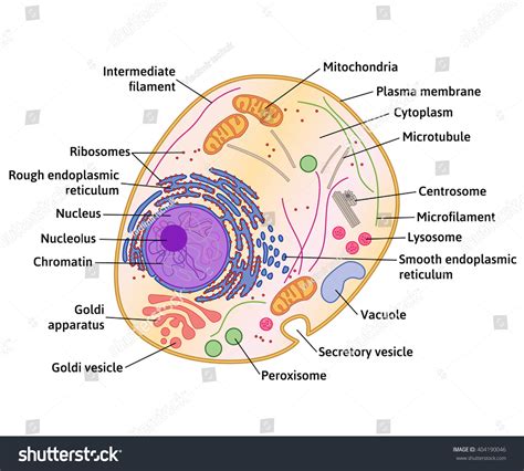 69,023 Human Cell Structure Images, Stock Photos & Vectors | Shutterstock