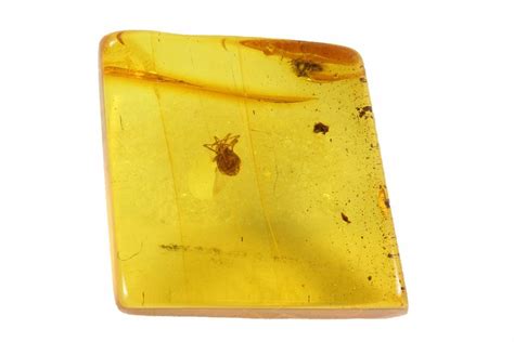 Detailed Fossil Mite (Acari) In Baltic Amber - Jewelry Quality (#93906 ...