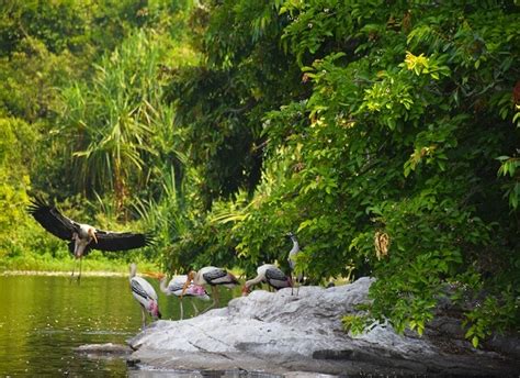 Salim Ali Bird Sanctuary Goa - History, Timings, How to reach