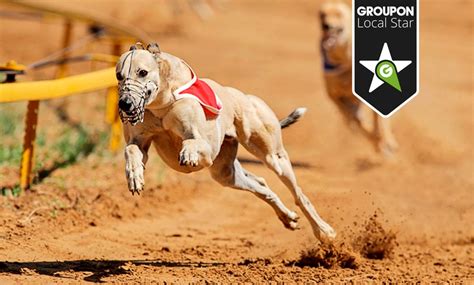 Greyhound Race Night - Harlow Greyhound Stadium (GBGB) | Groupon