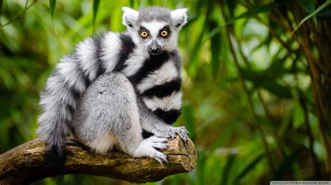 Ringsvanslemur | Lemur, Animals wild, Madagascar animals