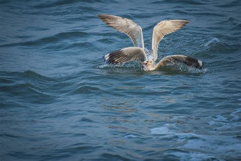 Mischief Makers: The Disgraceful Antics of Graceful Gulls | Roundglass ...