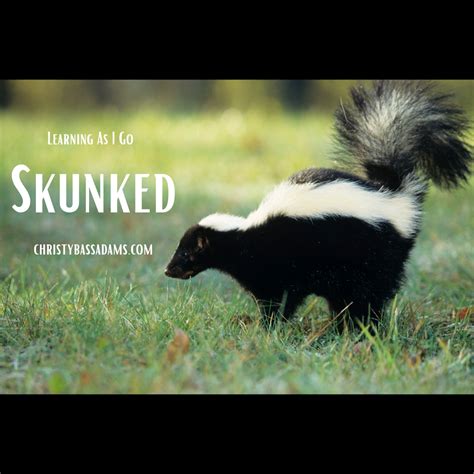 Skunked - Learning As I Go