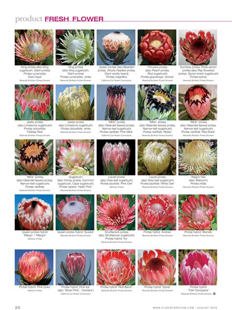 Florists Review - fresh flower: Protea Page 2 of 2 | Protea flower ...