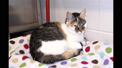 Cat adoption month at Lincoln County Animal Shelter in Edgecomb, Maine ...