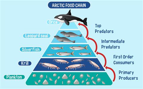 Marine Food Chain Vector Art, Icons, and Graphics for Free Download