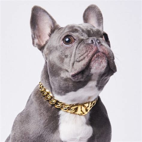 Cuban Link Gold Chain Dog Collar | Heavy Duty Dog Chains – SPARK PAWS