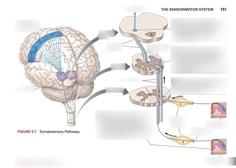 Somatosensation Diagram | Quizlet