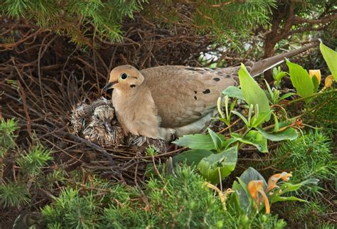 Nesting Mourning Dove | I found this Mourning Dove in a nest… | Flickr