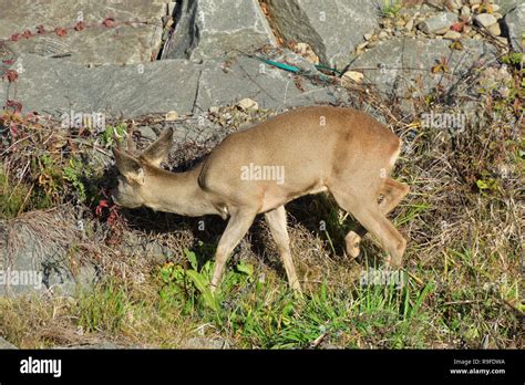 Roebuck with antlers walking and jumping on the meadow rock hill Stock ...