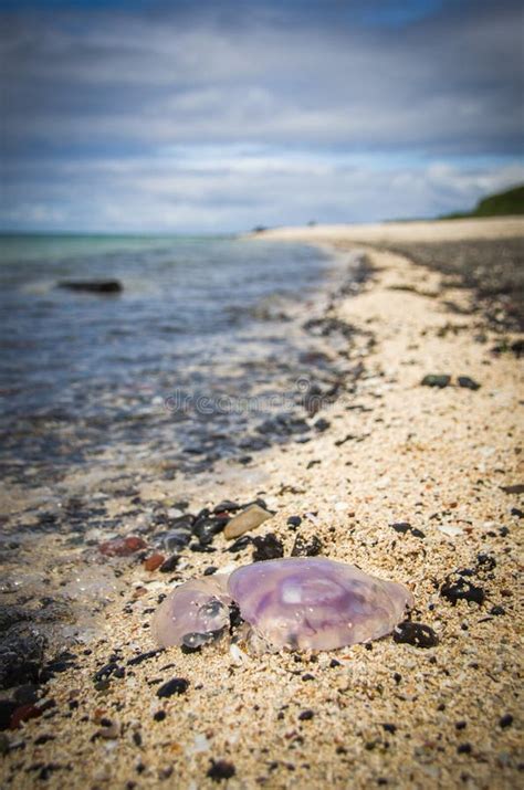 Dead Purple Moon Jellyfish On A Coral Beach Stock Photo - Image of ...