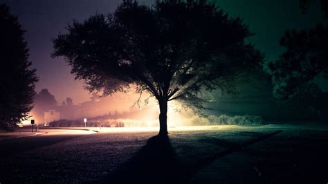 Tree Silhouette Wallpapers - Wallpaper Cave