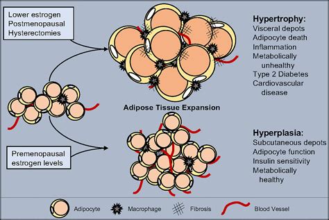 Frontiers | The Regulation of Adipose Tissue Health by Estrogens