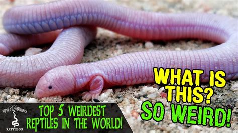 TOP 5 WEIRDEST REPTILES IN THE WORLD! - YouTube