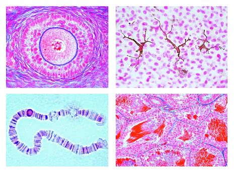 Animal Cells Under A Microscope