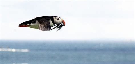 Free picture: flying puffin bird, fish, mouth