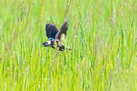 Beaver Island is paradise for Great Lakes birdwatching - mlive.com