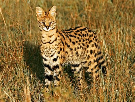 12+ Rare Wild Cat Species You Probably Didn’t Know Exist | Bored Panda