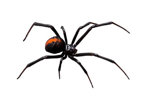 Redback Spider - ACT Pest Control | Canberra Pest Control | Expert ...