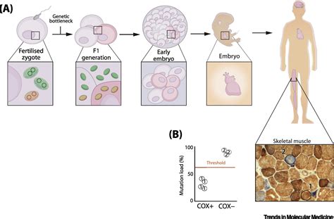 Therapeutic Manipulation of mtDNA Heteroplasmy: A Shifting Perspective ...