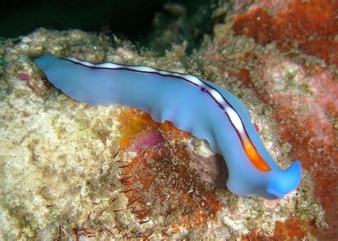 46 Colorful Sea Slugs – Infinite World Wonders