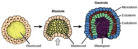 13.2 Development and Organogenesis – Concepts of Biology – 1st Canadian ...