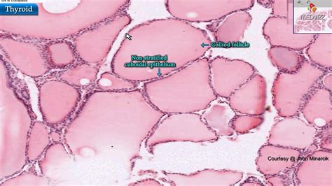 Histology Of Thyroid Gland