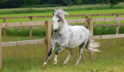 11 Small Horse And Pony Breeds - Helpful Horse Hints