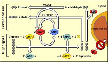 Anaerobic Respiration: Definition, Equation & Examples - Video & Lesson ...