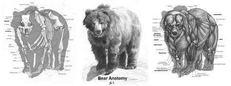 Grizzly bear anatomy | Animal drawings, Lion anatomy, Big art