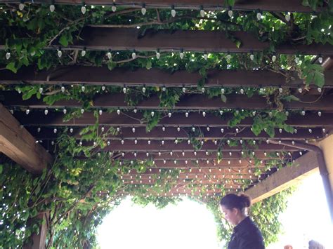 Lights and vines on pergola | Pergola lighting, Pergola patio, Pergola ...