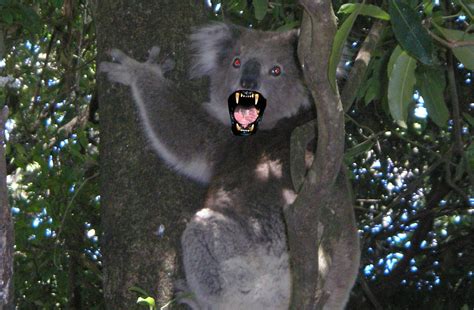 Australia’s Most Dangerous Animals – Planet Deadly