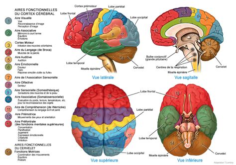 Principales Parties Du Cerveau Humain Cerveau Humain Au Croquis Style ...