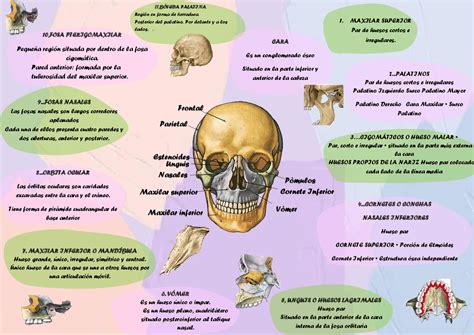Mapa Conceptual Huesos Del Craneo Kulturaupice | Images and Photos finder