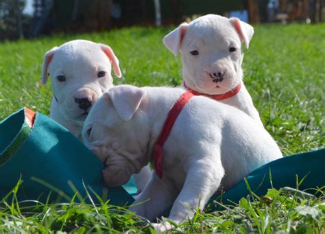 How Much For A Dogo Argentino Puppy