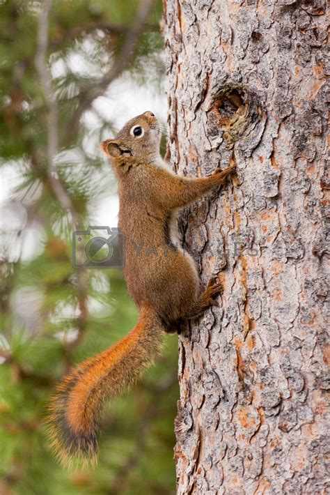 Curious cute American Red Squirrel climbing tree by PiLens Vectors ...