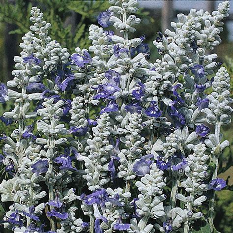 Salvia farinacea 'Strata' seeds | Thompson & Morgan