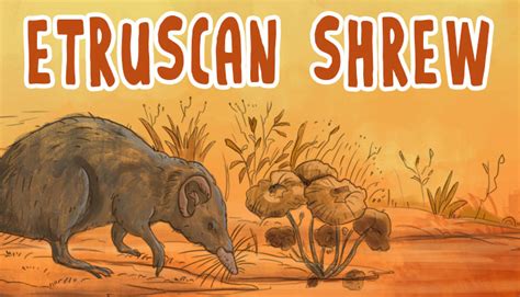 Etruscan Shrew Facts and information - GK for Kids | Mocomi