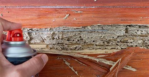 Termites Prevention Tips, Pre Construction Termite Treatment