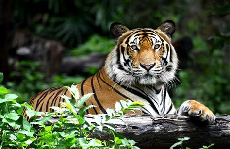 Sumatran Tiger - Natural History on the Net