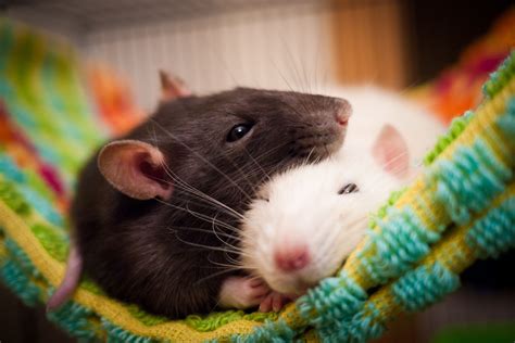 Keeping and Caring for Pet Rats