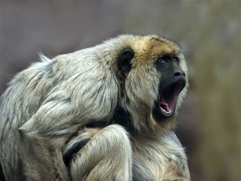 What Is The Loudest Animal - Top 10 Loudest Animals In The World : Your ...